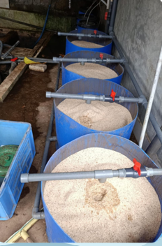 Cinnamon Topiya Spice
